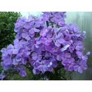 Флокс Phlox Сандро Боттичелли